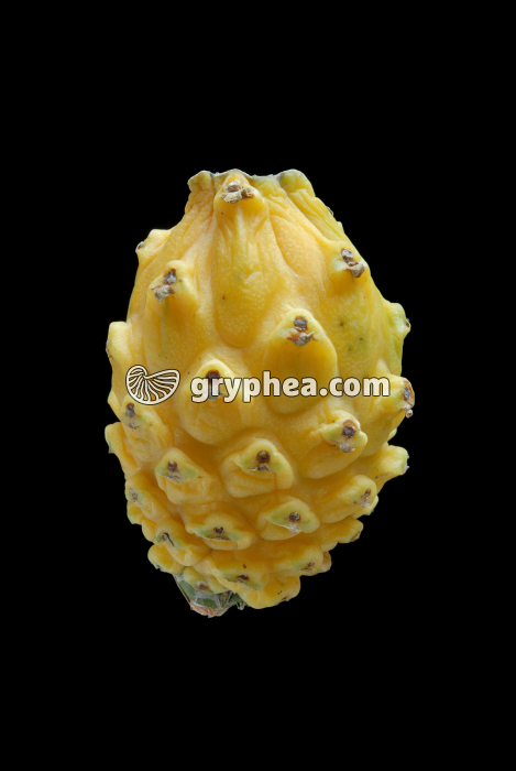 Pitaya jaune (Selenicereus megalanthus) - fruit - gryphea.com